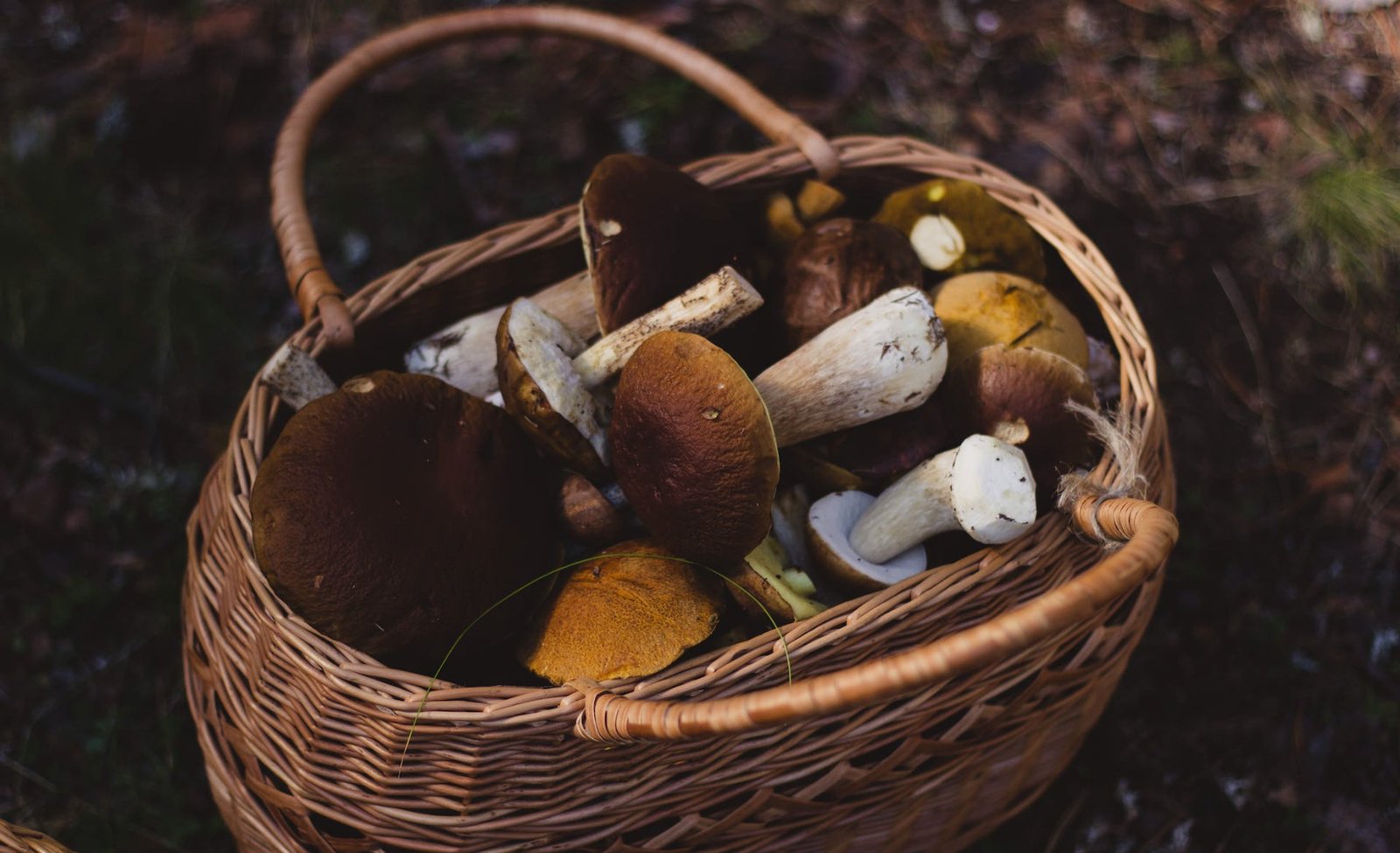 Shroom Edibles Provide Mothers Hope for Better Parenting